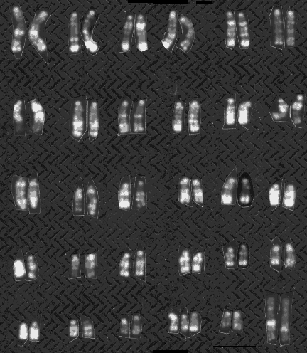Chromosome aberrations in domestic animals