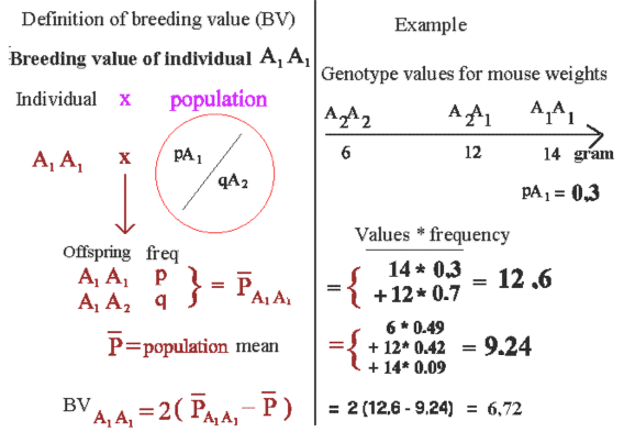  The terms genotype value, breeding value and dominans deviation