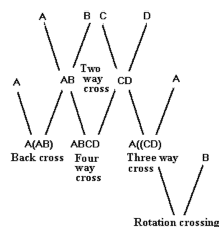 Effect of crossing Effect of crossing